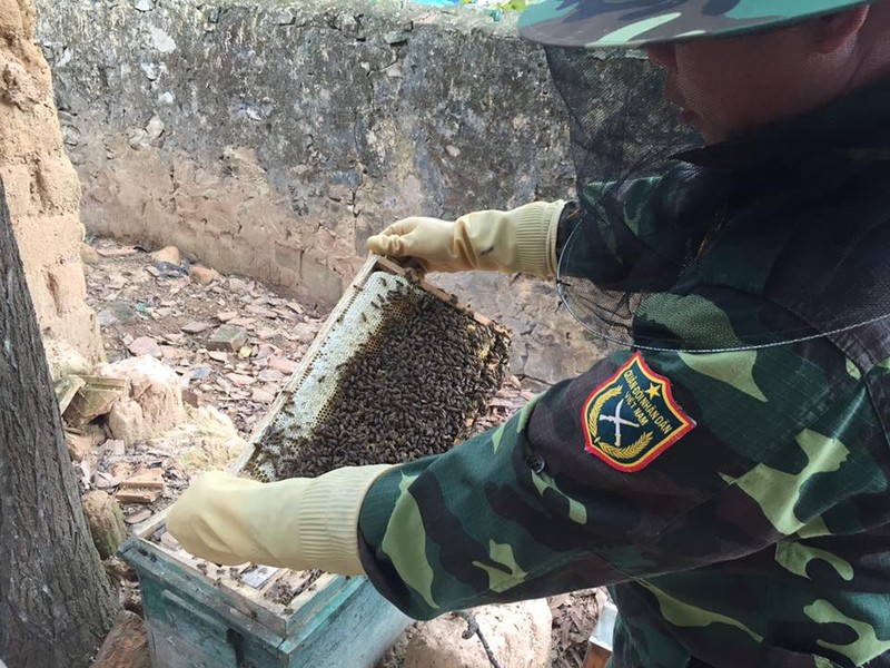 Canh quay mat ong hoa nhan dang vao mua 